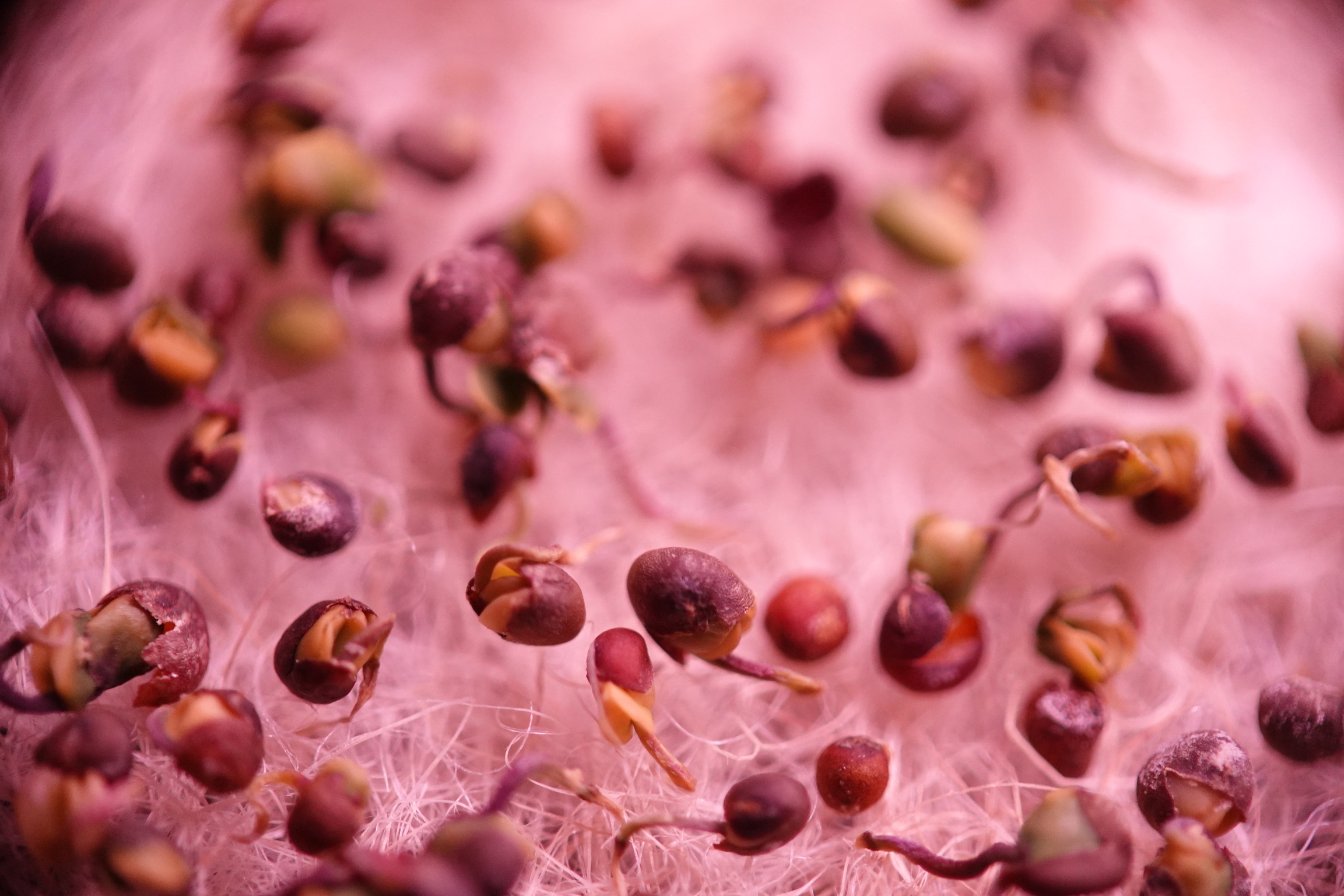 closeup image of purple microgreens