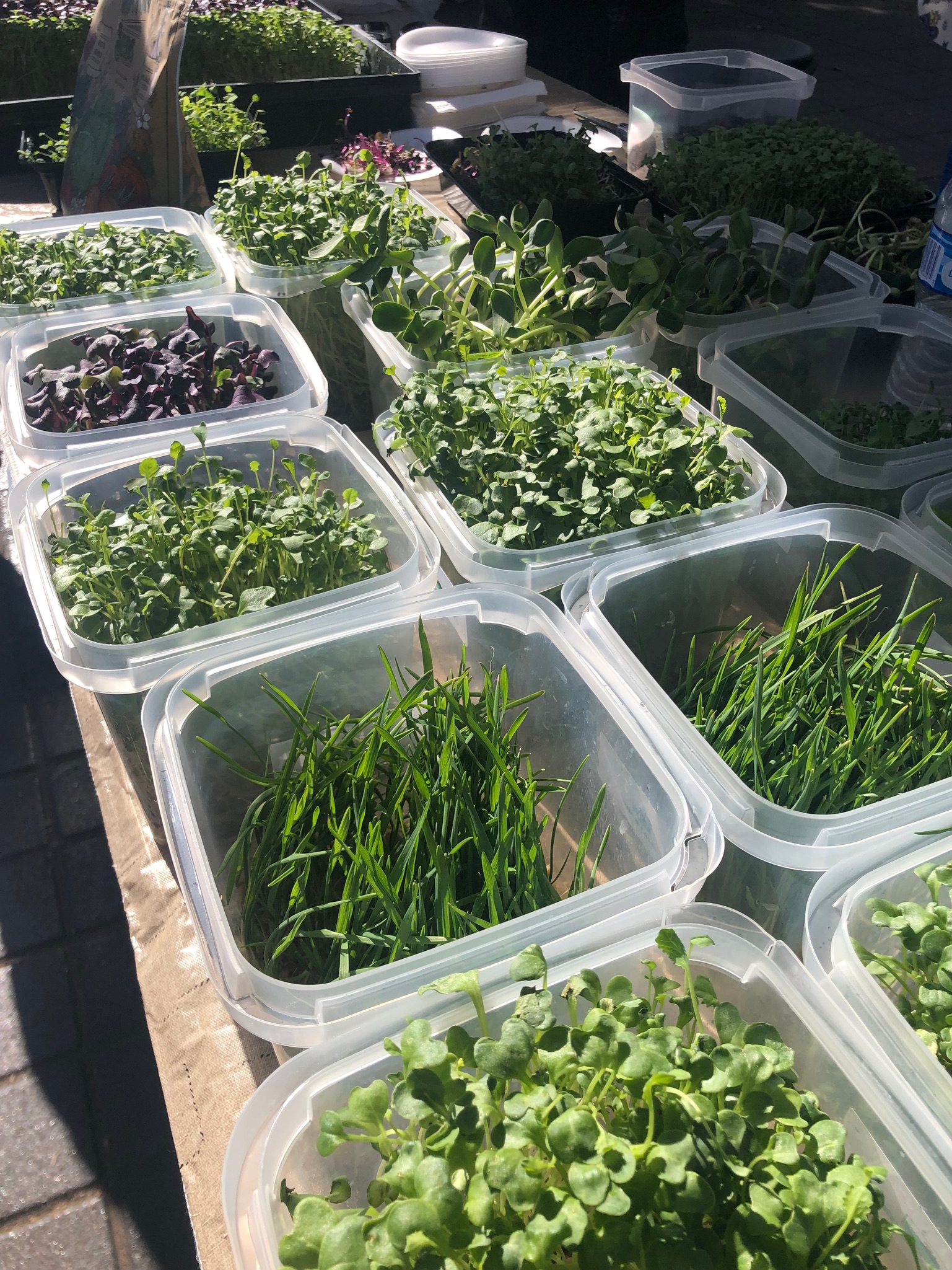 a variety of microgreens displayed in containers