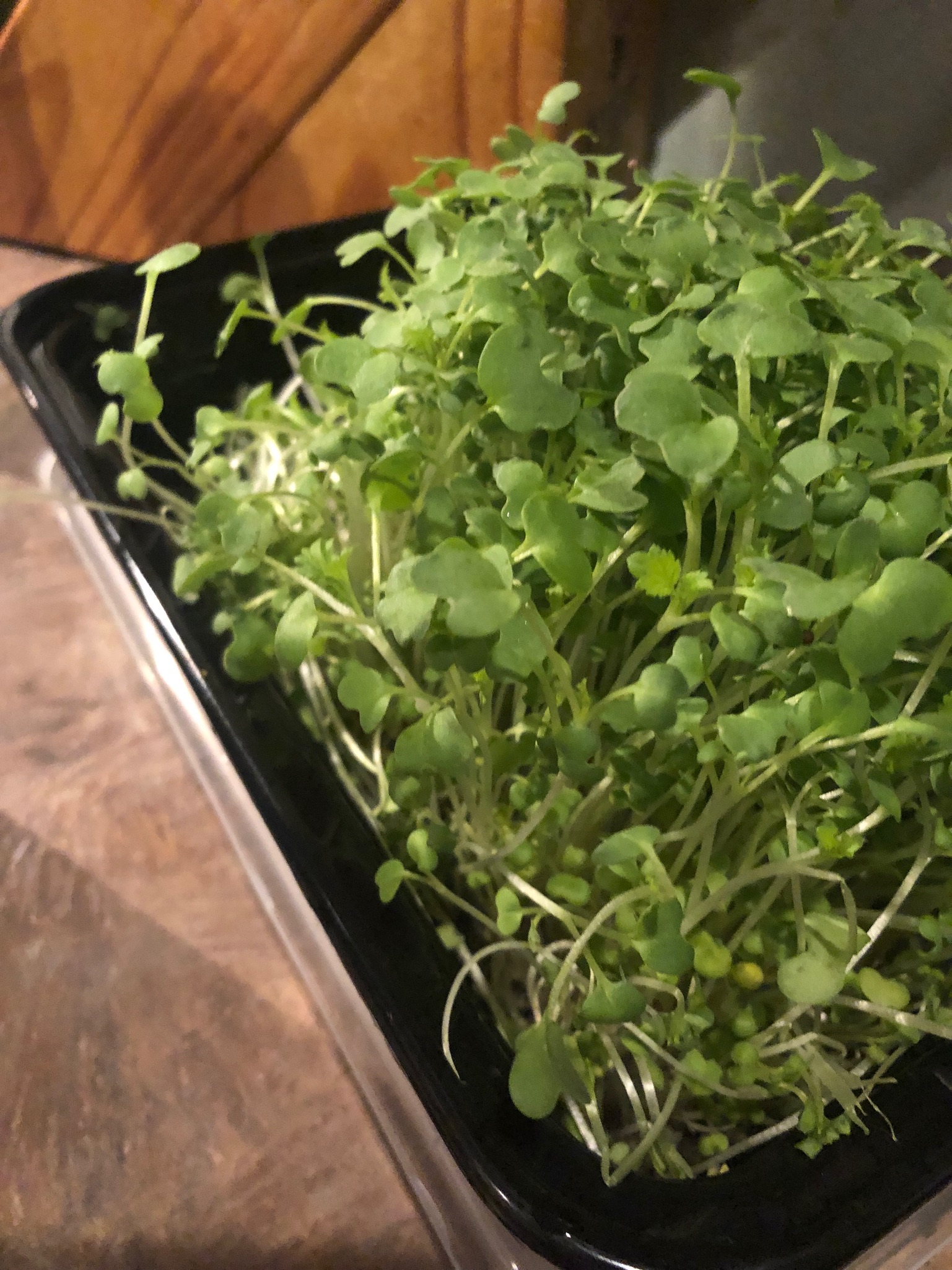 microgreens in clamshell container