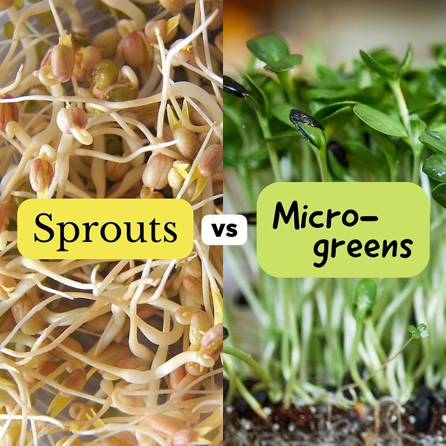 sprouts vs microgreens comparison images